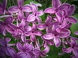 Lilac Closeup_DSCF01817